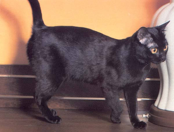 бомбейская кошка длинношерстная